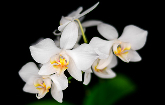【草葉集】原生花后的愛與愁 臺灣白花蝴蝶蘭迢迢歸鄉路