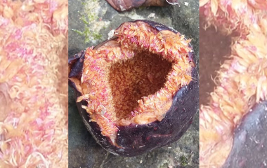 野生愛玉DIY