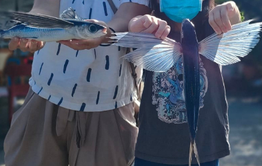 飛魚季體驗