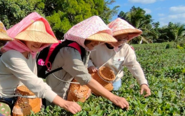 茶山人文品茗DIY生態遊