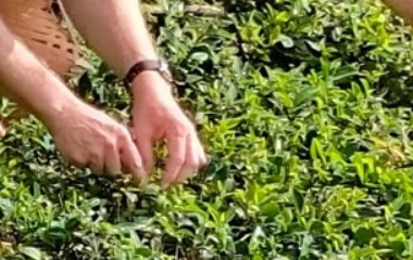 港口採茶品茗DIY生態遊